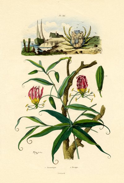Gloriosa Lily by French School